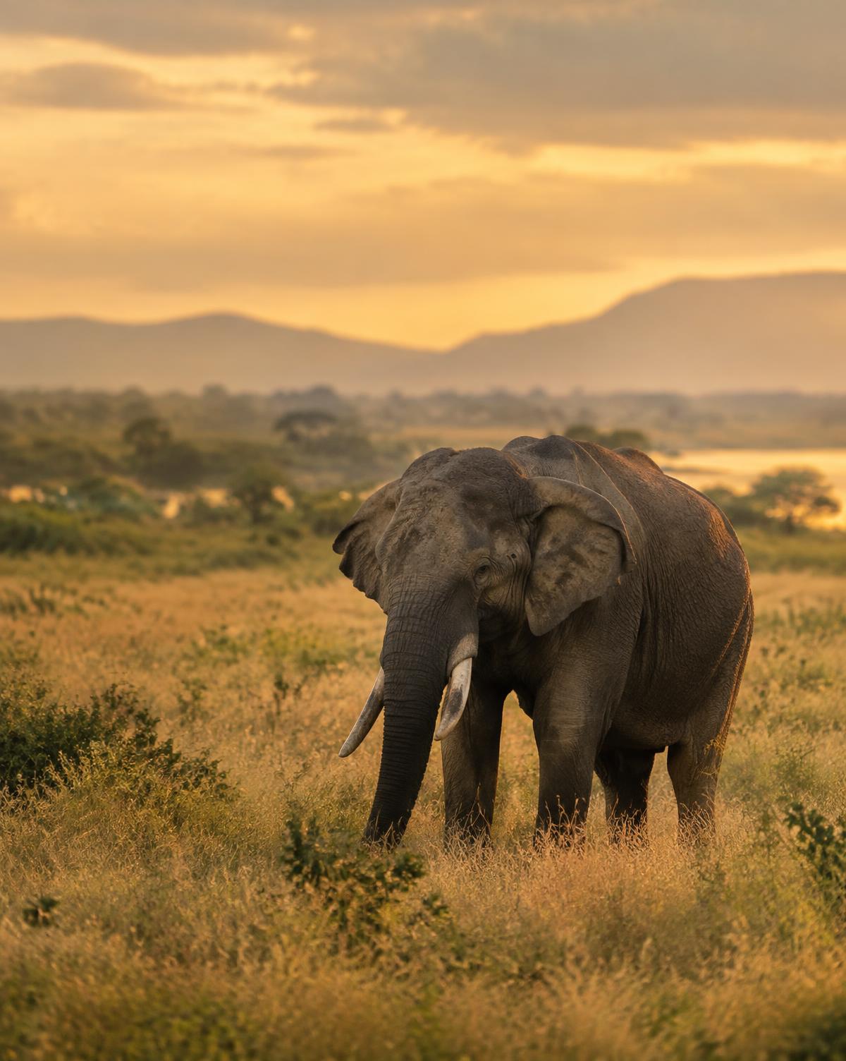 Wild Sri Lanka